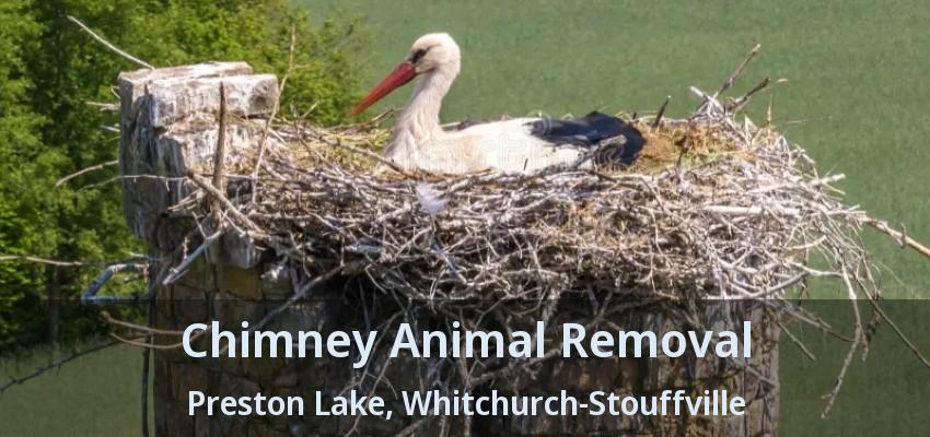 Chimney Animal Removal Preston Lake, Whitchurch-Stouffville - ON
