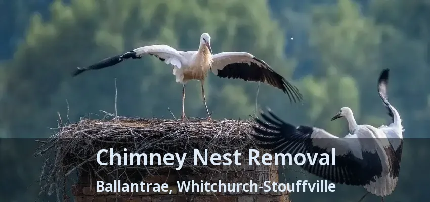 Chimney Nest Removal Ballantrae, Whitchurch-Stouffville - ON