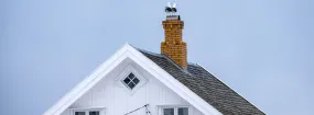 Chimney Nest Removal Whitchurch-Stouffville